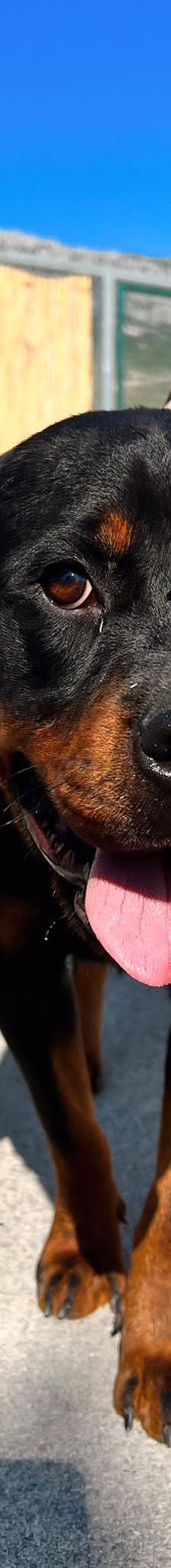 Sime – Sonstiges, Unbekannt, Alter unbekannt, Nordic Strays e.V. – Foto 8