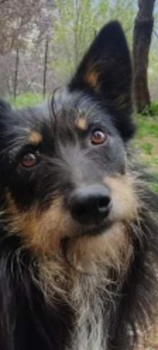 Sime – Sonstiges, Unbekannt, Alter unbekannt, Nordic Strays e.V. – Foto 10