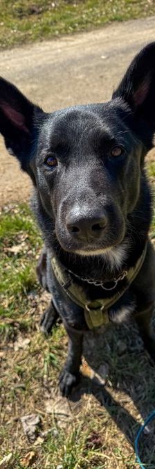 Wotan – Schäferhund Mischling, Männchen, 2 Jahre, 97525 Schwebheim – Foto 1