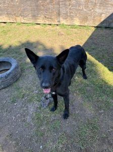 Wotan – Schäferhund Mischling, Männchen, 2 Jahre, 97525 Schwebheim – Foto 2