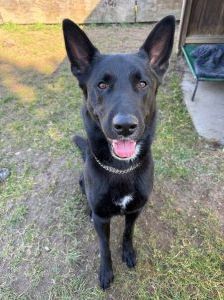 Wotan – Schäferhund Mischling, Männchen, 2 Jahre, 97525 Schwebheim – Foto 3