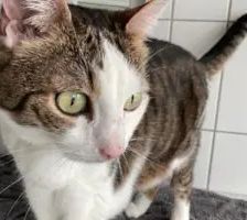 Feivel und Shanti – EKH, Unbekannt, 10 Jahre, 90537 Feucht – Foto 3