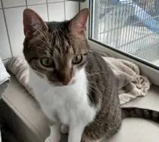Feivel und Shanti – EKH, Unbekannt, 10 Jahre, 90537 Feucht – Foto 4