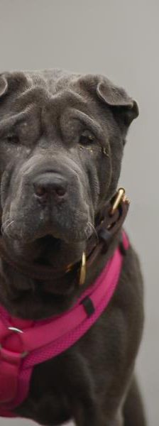 Suki – Shar Pei, Weibchen, 5 Jahre, 45141 Essen – Foto 1