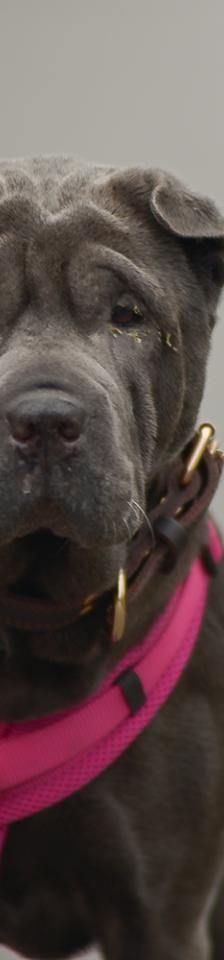 Suki – Shar Pei, Weibchen, 5 Jahre, 45141 Essen – Foto 2