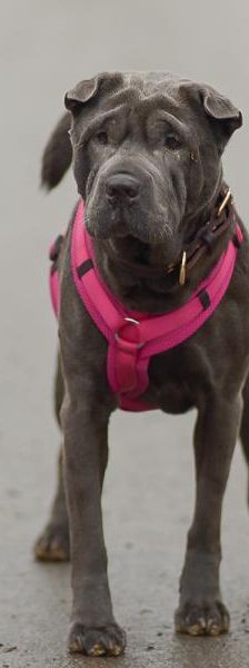 Suki – Shar Pei, Weibchen, 5 Jahre, 45141 Essen – Foto 3