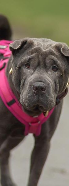 Suki – Shar Pei, Weibchen, 5 Jahre, 45141 Essen – Foto 4