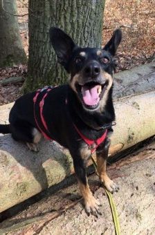 Beba – Kelpie-Mix, Weibchen, 7 Jahre 8 Monate, 70195 Stuttgart-Botnang – Foto 1