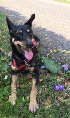 Beba – Kelpie-Mix, Weibchen, 7 Jahre 8 Monate, 70195 Stuttgart-Botnang – Foto 2