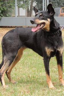 Beba – Kelpie-Mix, Weibchen, 7 Jahre 8 Monate, 70195 Stuttgart-Botnang – Foto 11
