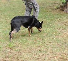Beba – Kelpie-Mix, Weibchen, 7 Jahre 8 Monate, 70195 Stuttgart-Botnang – Foto 12