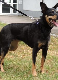 Beba – Kelpie-Mix, Weibchen, 7 Jahre 8 Monate, 70195 Stuttgart-Botnang – Foto 13