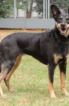 Beba – Kelpie-Mix, Weibchen, 7 Jahre 8 Monate, 70195 Stuttgart-Botnang – Foto 14