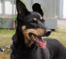 Beba – Kelpie-Mix, Weibchen, 7 Jahre 8 Monate, 70195 Stuttgart-Botnang – Foto 15