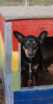 Beba – Kelpie-Mix, Weibchen, 7 Jahre 8 Monate, 70195 Stuttgart-Botnang – Foto 3