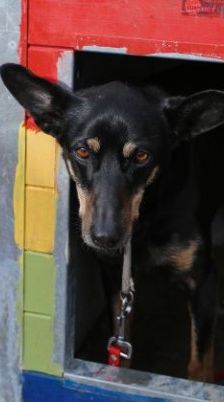 Beba – Kelpie-Mix, Weibchen, 7 Jahre 8 Monate, 70195 Stuttgart-Botnang – Foto 4