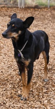 Beba – Kelpie-Mix, Weibchen, 7 Jahre 8 Monate, 70195 Stuttgart-Botnang – Foto 5