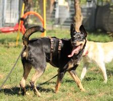 Beba – Kelpie-Mix, Weibchen, 7 Jahre 8 Monate, 70195 Stuttgart-Botnang – Foto 6