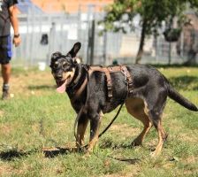 Beba – Kelpie-Mix, Weibchen, 7 Jahre 8 Monate, 70195 Stuttgart-Botnang – Foto 7