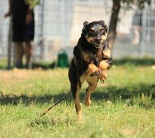 Beba – Kelpie-Mix, Weibchen, 7 Jahre 8 Monate, 70195 Stuttgart-Botnang – Foto 8
