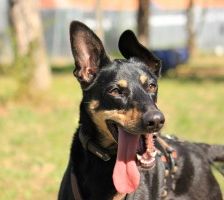 Beba – Kelpie-Mix, Weibchen, 7 Jahre 8 Monate, 70195 Stuttgart-Botnang – Foto 9