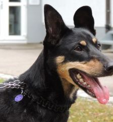 Beba – Kelpie-Mix, Weibchen, 7 Jahre 8 Monate, 70195 Stuttgart-Botnang – Foto 10