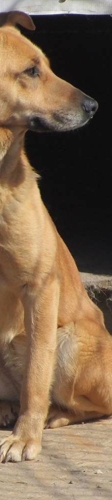 Aysha – Mischling, Weibchen, 6 Jahre, 65520 Bad Camberg – Foto 3