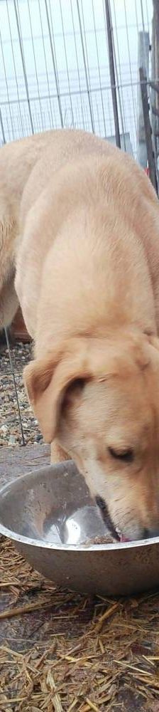 Aysha – Mischling, Weibchen, 6 Jahre, 65520 Bad Camberg – Foto 8
