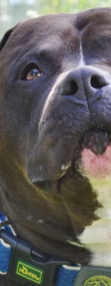 Moppi – XL-Bully-Mix, Männchen, 3 Jahre, 13057 Berlin – Foto 1