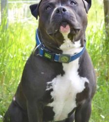 Moppi – XL-Bully-Mix, Männchen, 3 Jahre, 13057 Berlin – Foto 2