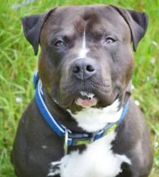Moppi – XL-Bully-Mix, Männchen, 3 Jahre, 13057 Berlin – Foto 3