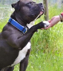 Moppi – XL-Bully-Mix, Männchen, 3 Jahre, 13057 Berlin – Foto 4
