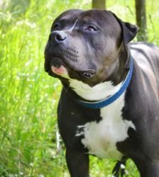Moppi – XL-Bully-Mix, Männchen, 3 Jahre, 13057 Berlin – Foto 5