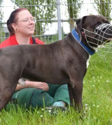 Moppi – XL-Bully-Mix, Männchen, 3 Jahre, 13057 Berlin – Foto 6