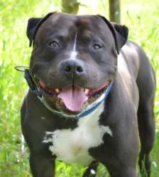 Moppi – XL-Bully-Mix, Männchen, 3 Jahre, 13057 Berlin – Foto 7