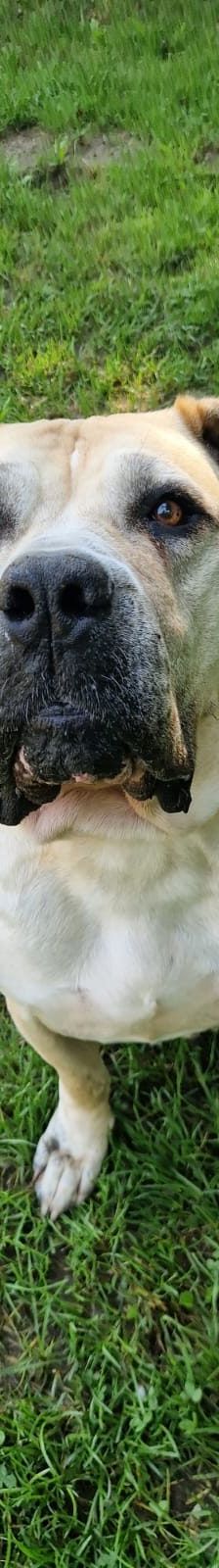 Annabell – Boerboel, Weibchen, 8 Jahre, 97525 Schwebheim – Foto 1