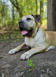 Annabell – Boerboel, Weibchen, 8 Jahre, 97525 Schwebheim – Foto 2
