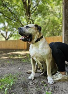 Annabell – Boerboel, Weibchen, 8 Jahre, 97525 Schwebheim – Foto 3