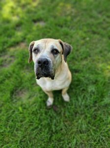 Annabell – Boerboel, Weibchen, 8 Jahre, 97525 Schwebheim – Foto 4