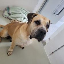 Annabell – Boerboel, Weibchen, 8 Jahre, 97525 Schwebheim – Foto 5