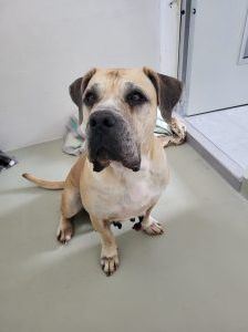 Annabell – Boerboel, Weibchen, 8 Jahre, 97525 Schwebheim – Foto 6
