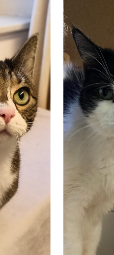 Kalissy und Ferula – Hauskatze, Weibchen, 7 Jahre, 28357 Bremen – Foto 1