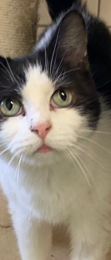 Kalissy und Ferula – Hauskatze, Weibchen, 7 Jahre, 28357 Bremen – Foto 2