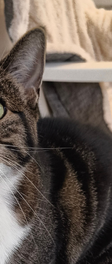 Kalissy und Ferula – Hauskatze, Weibchen, 7 Jahre, 28357 Bremen – Foto 3