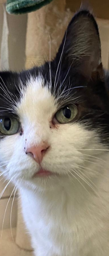 Kalissy und Ferula – Hauskatze, Weibchen, 7 Jahre, 28357 Bremen – Foto 4