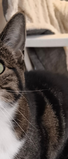 Kalissy und Ferula – Hauskatze, Weibchen, 7 Jahre, 28357 Bremen – Foto 5
