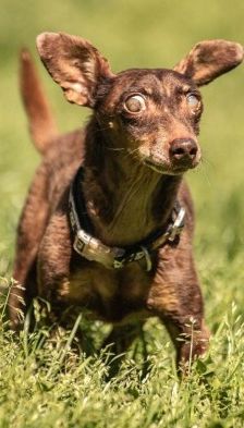 Benny – Dackel-Terrier-Mix, Männchen, 11 Jahre 3 Monate, 70195 Stuttgart-Botnang – Foto 2