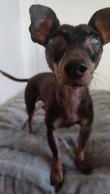 Benny – Dackel-Terrier-Mix, Männchen, 11 Jahre 3 Monate, 70195 Stuttgart-Botnang – Foto 11