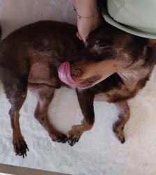 Benny – Dackel-Terrier-Mix, Männchen, 11 Jahre 3 Monate, 70195 Stuttgart-Botnang – Foto 12