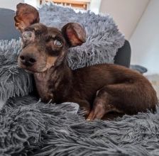 Benny – Dackel-Terrier-Mix, Männchen, 11 Jahre 3 Monate, 70195 Stuttgart-Botnang – Foto 13
